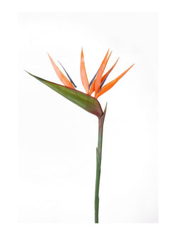 Emerald Kunstbloem Strelitzia oranje 90cm