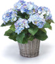 Emerald Kunstplant Hortensia 45cm blauw in pot