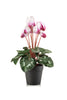 Emerald Kunstplant Cyclamen in pot  30cm wit/beauty