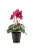 Emerald Kunstplant Cyclamen in pot  30cm felroze