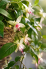 Emerald Kunstplant Fuchsia in hangmand UV fuchsia 45cm