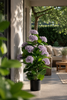 Emerald Kunstplant Hortensia in pot UV 90cm roze