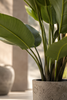 Emerald Kunstplant Strelitzia Nicolai 150cm