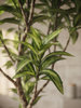 Emerald Kunstboom Dracaena 190cm