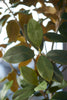 Emerald Kunstboom Magnolia Denudata 180cm
