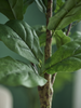 Emerald Kunstboom Ficus Lyrata 210cm