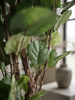 Emerald Kunstboom Polyscias 150cm