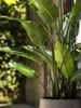 Emerald Kunstplant Strelitzia Nicolai 150cm